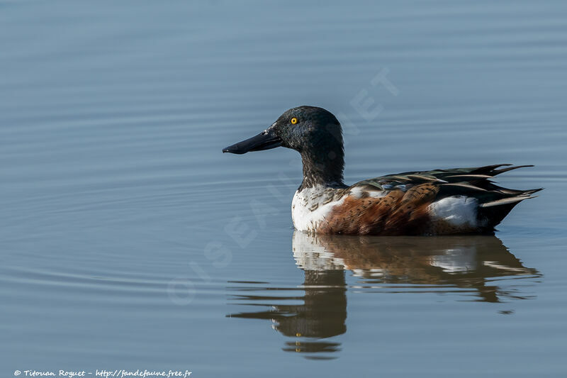 Canard souchet