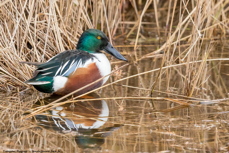 Canard souchet