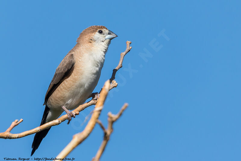 Indian Silverbill