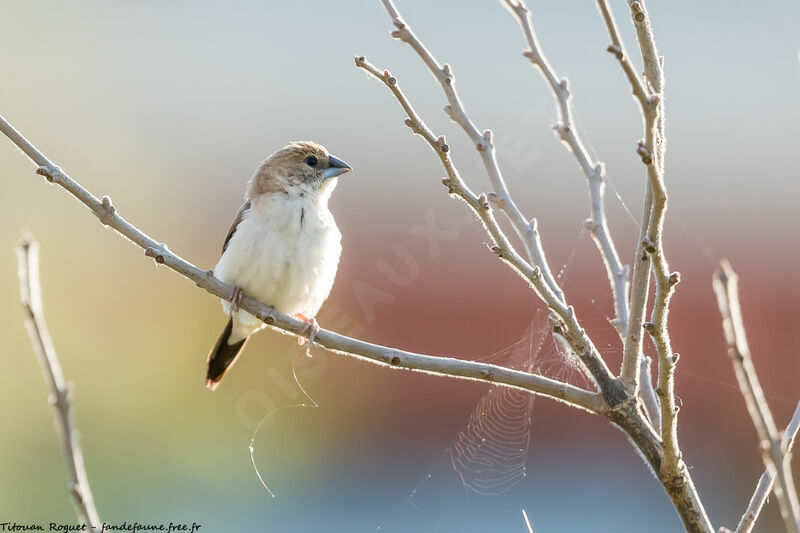 Indian Silverbill