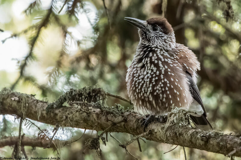 Spotted Nutcracker