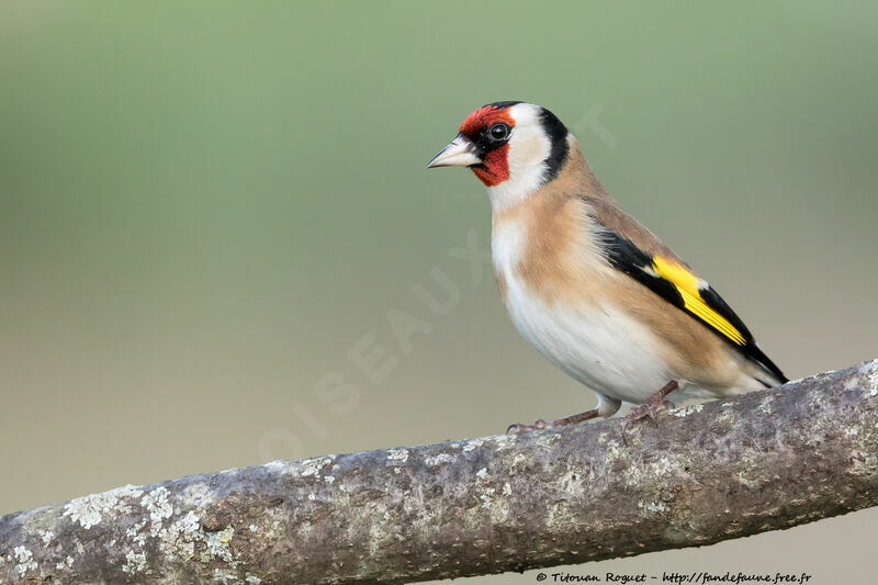 Chardonneret élégant