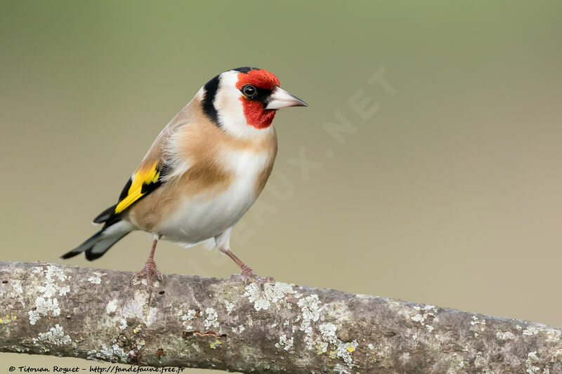 European Goldfinch