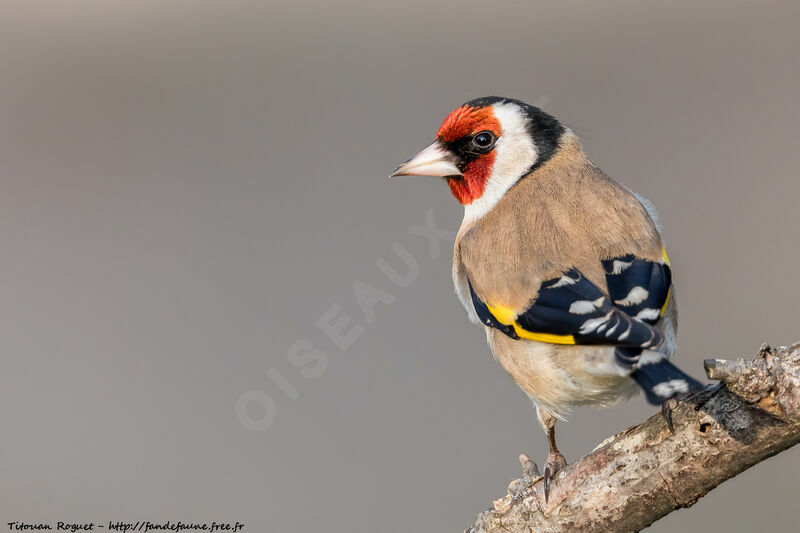 European Goldfinch