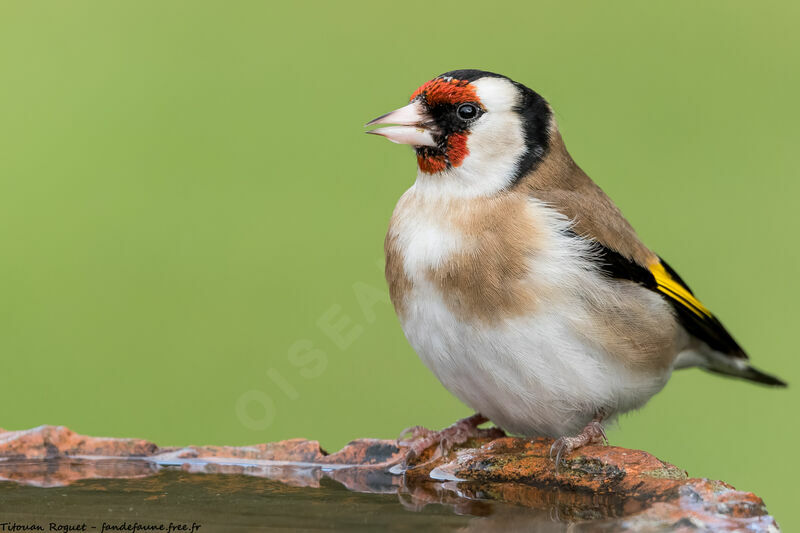 European Goldfinch