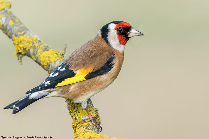 European Goldfinch