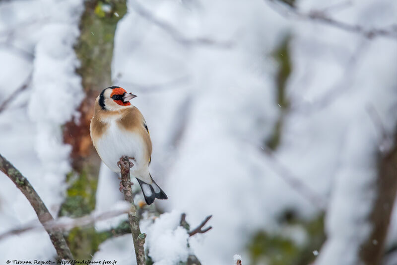 European Goldfinch, identification