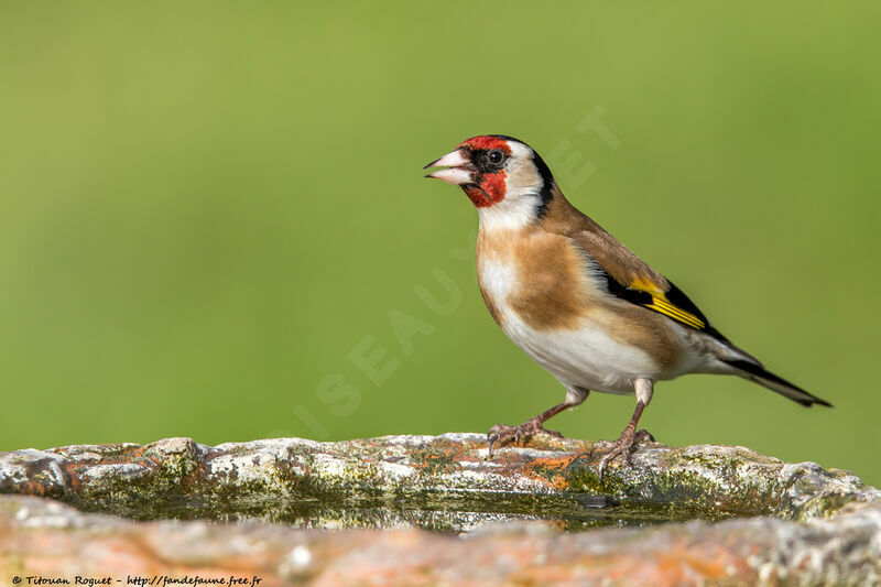 European Goldfinchadult breeding, identification, close-up portrait, aspect, pigmentation, drinks