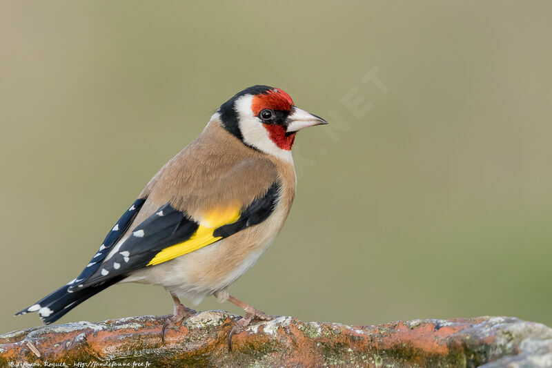 Chardonneret élégant