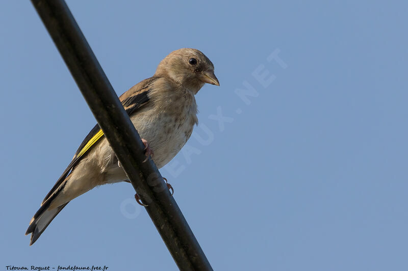 European Goldfinchjuvenile, identification, aspect, pigmentation