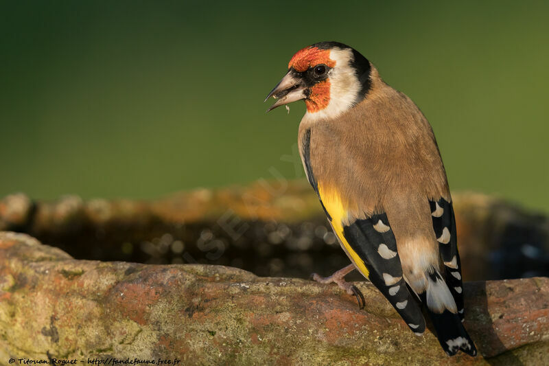 European Goldfinch