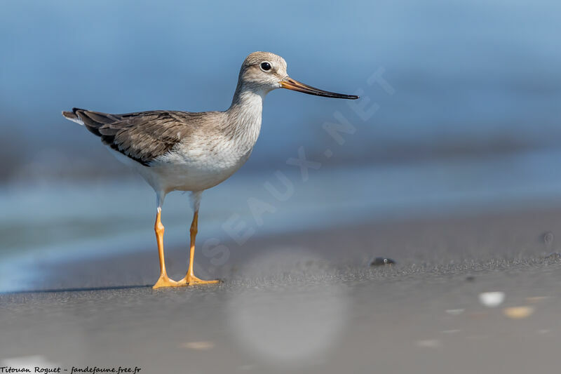 Terek Sandpiper