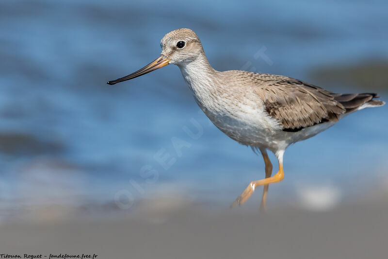 Terek Sandpiper