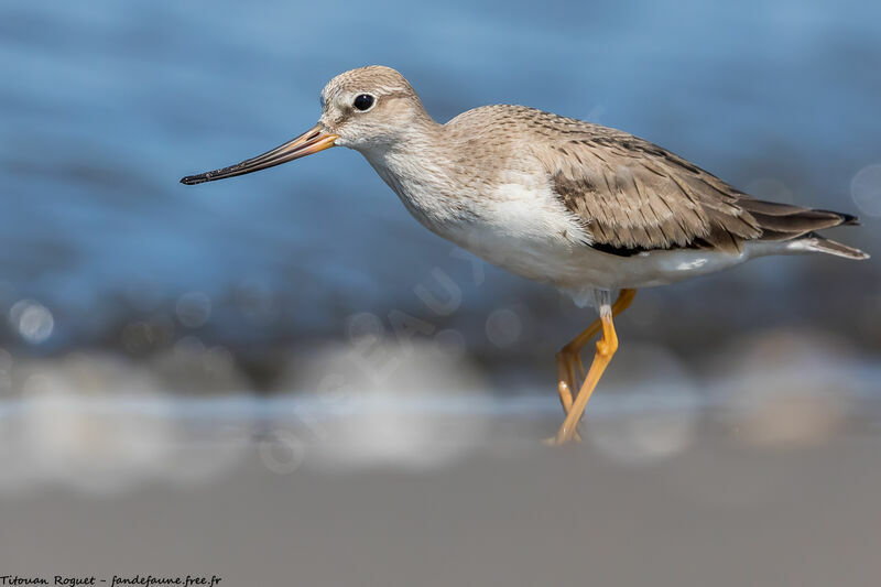 Terek Sandpiper