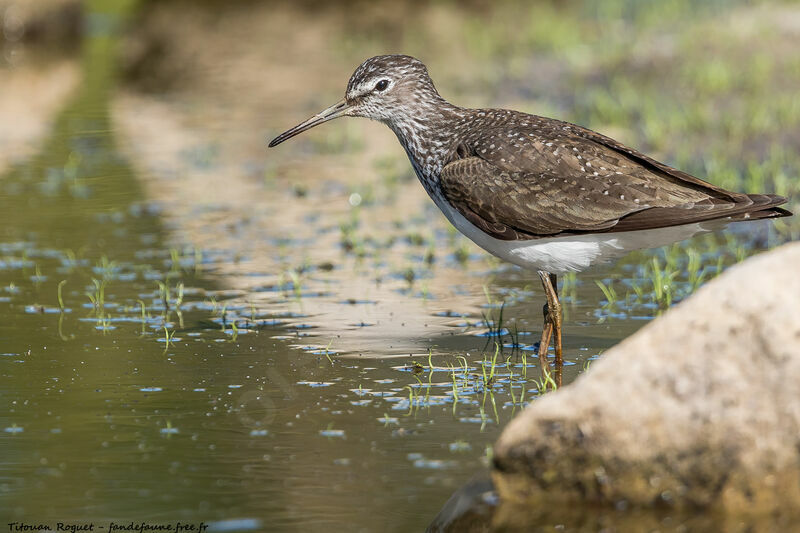 Green Sandpiper