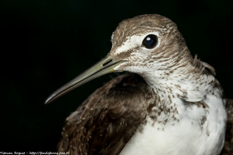 Green Sandpiper