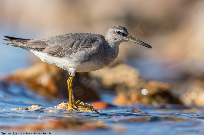 Grey-tailed Tattler