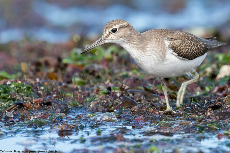 Common Sandpiper