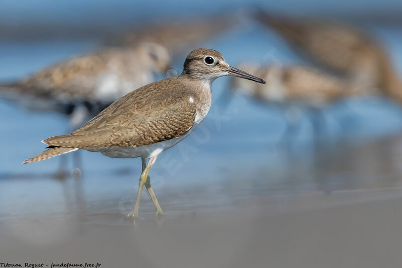 Common Sandpiper