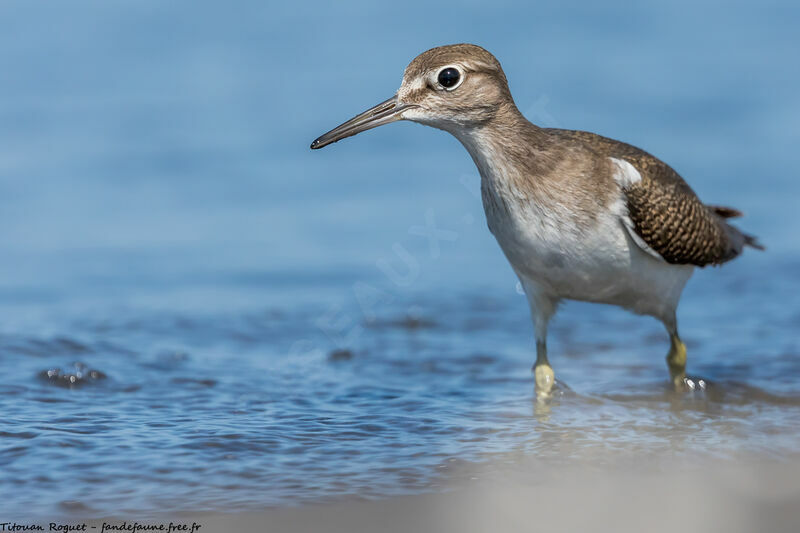 Common Sandpiper