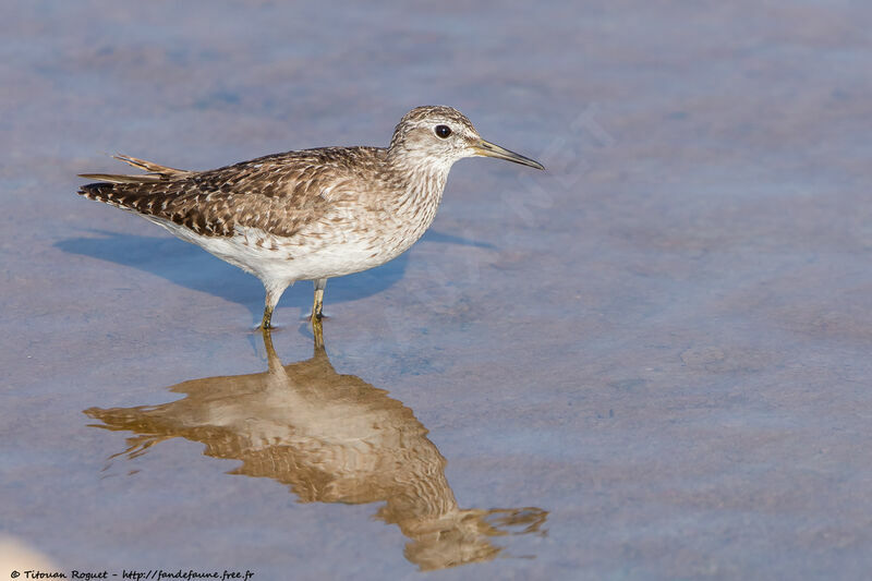 Wood Sandpiper