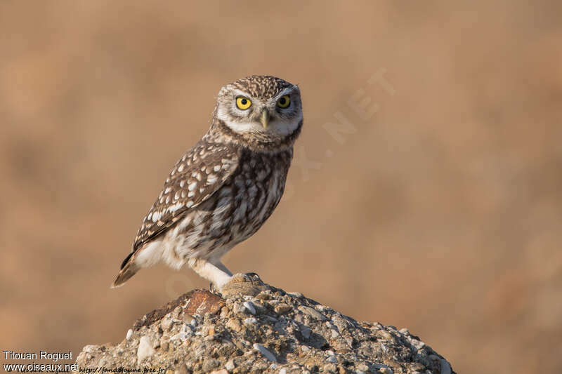 Chevêche d'Athéna, identification