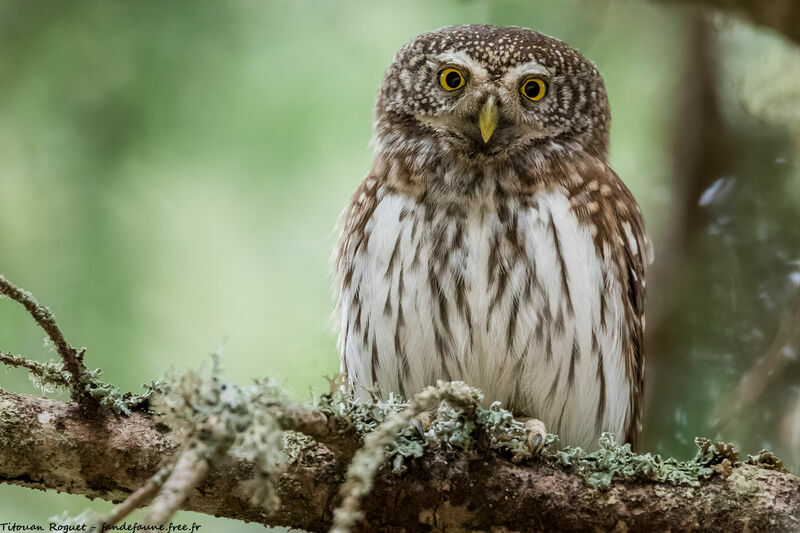 Eurasian Pygmy Owl