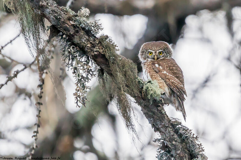 Eurasian Pygmy Owl