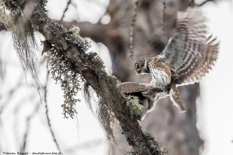 Eurasian Pygmy Owl