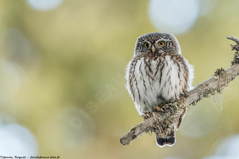 Eurasian Pygmy Owl