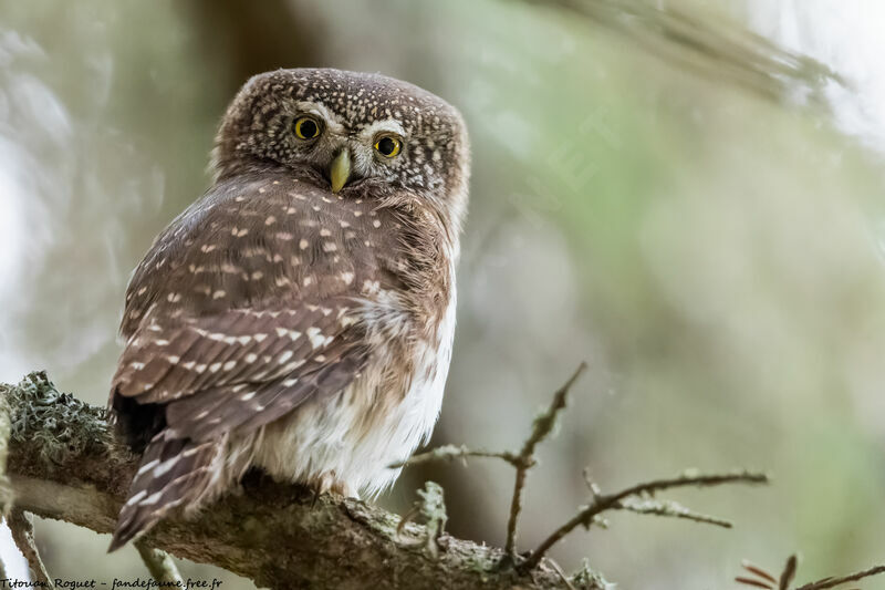 Eurasian Pygmy Owl