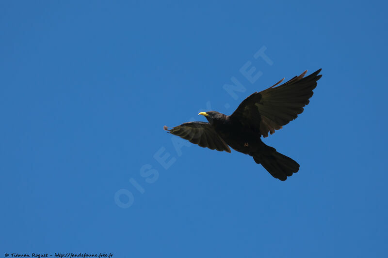 Alpine Chough, Flight