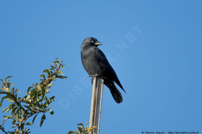 Choucas des tours, identification