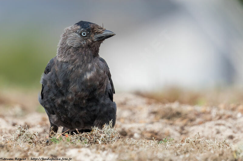 Western Jackdaw