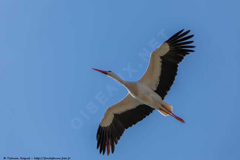 White Stork, Flight