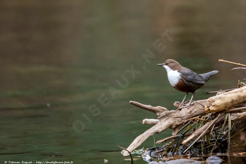 White-throated Dipper, identification