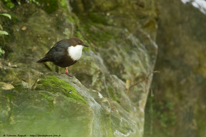 White-throated Dipper