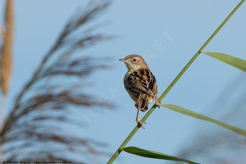 Zitting Cisticola, identification, close-up portrait, aspect, pigmentation