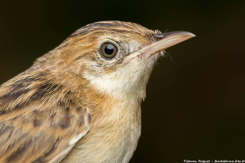 Zitting Cisticola