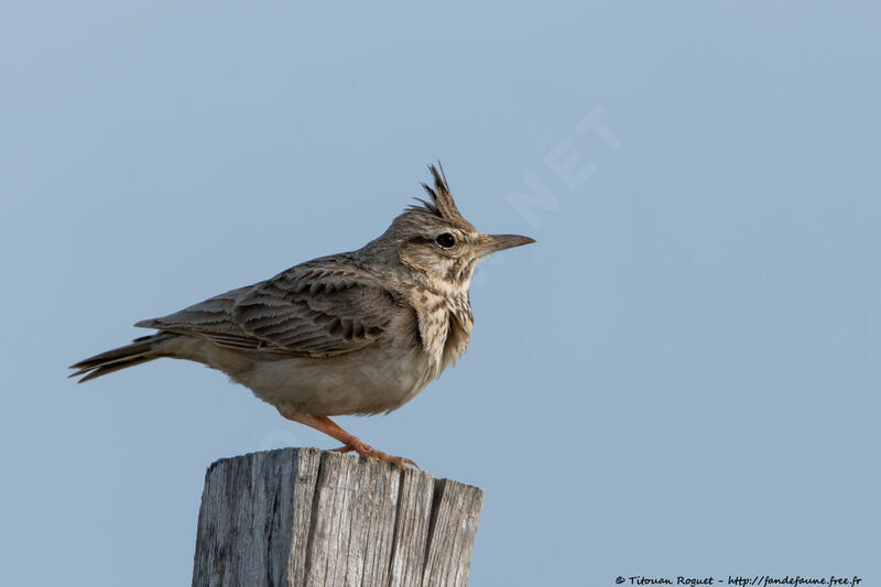 Crested Larkadult, identification