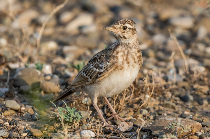 Cochevis huppé