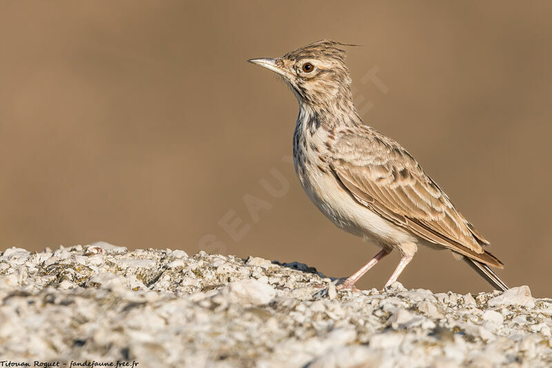 Cochevis huppé