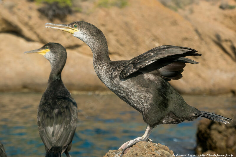 European Shag, identification, close-up portrait, aspect, pigmentation