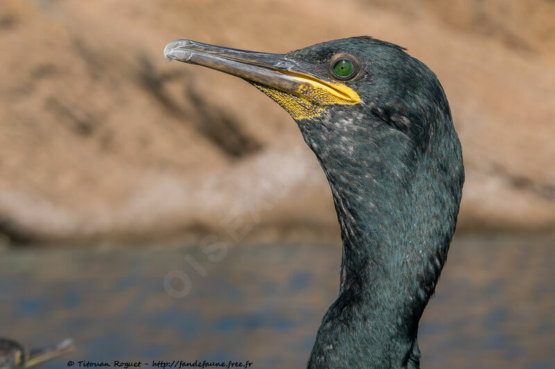 European Shag