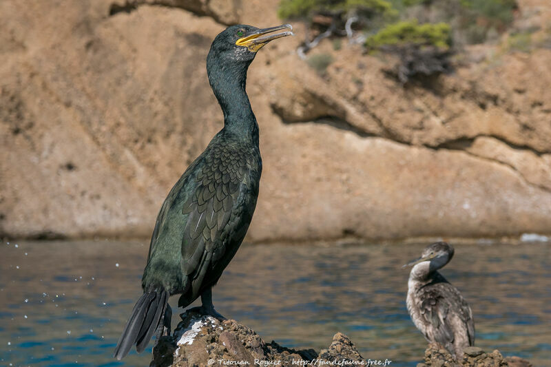 Cormoran huppé