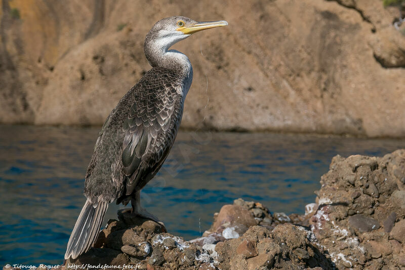 European Shag