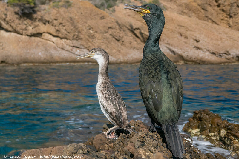 European Shag