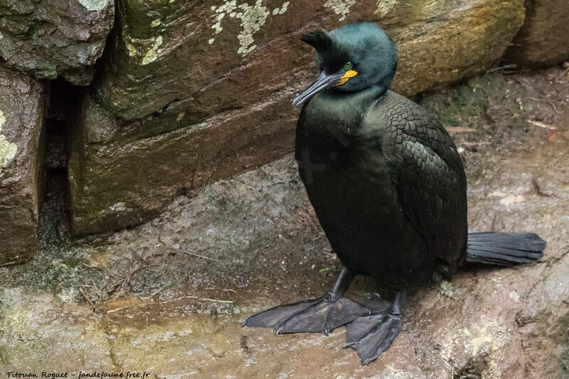 European Shag