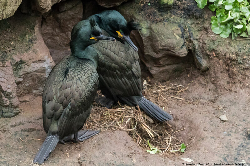 European Shag