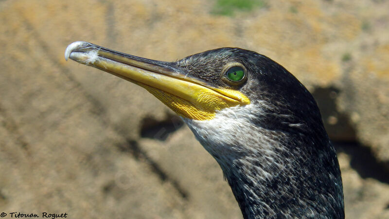 Cormoran huppé, identification, portrait